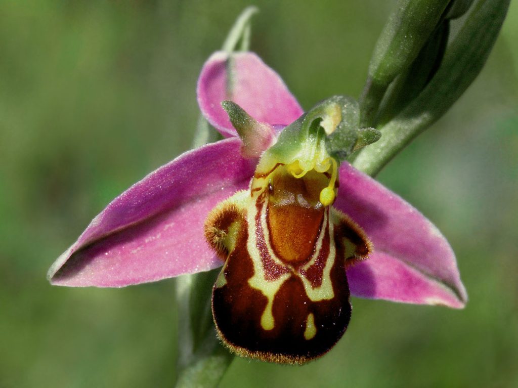 L’attribut alt de cette image est vide, son nom de fichier est Ophrys-abeille_1_1080-1024x767.jpg.