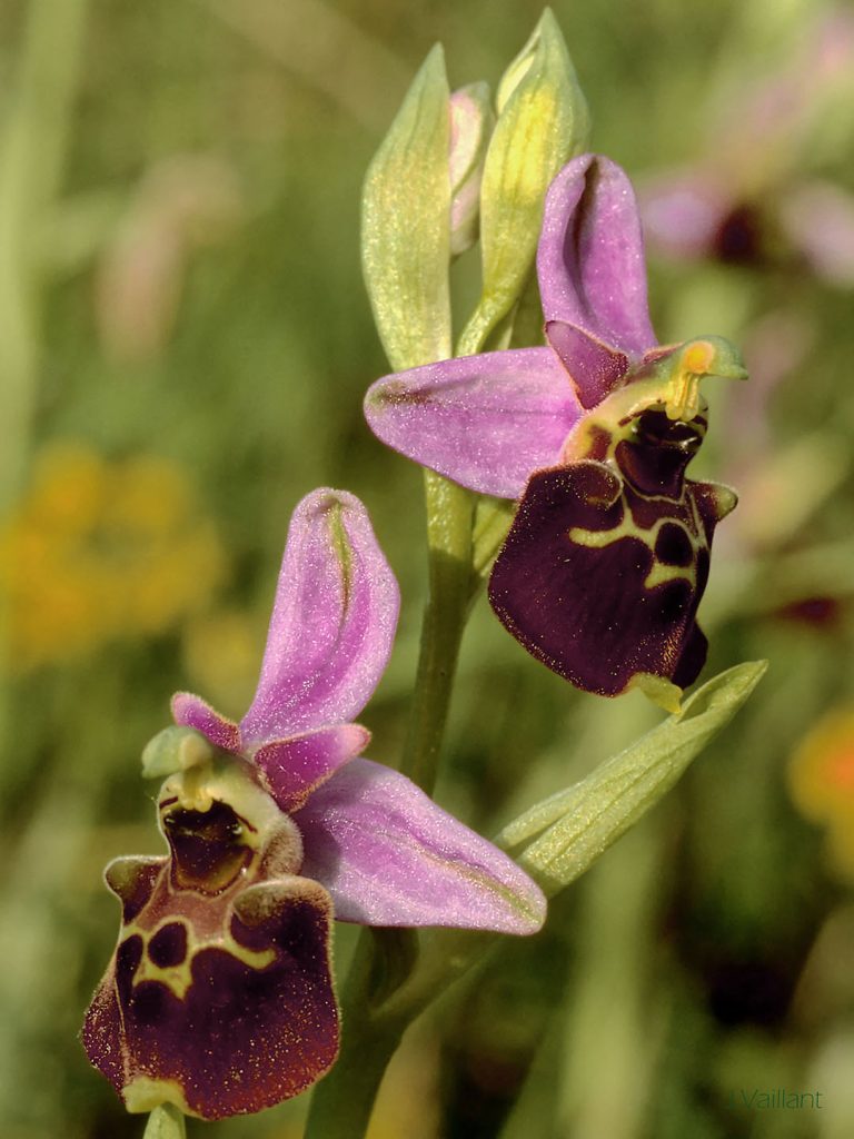 L’attribut alt de cette image est vide, son nom de fichier est Ophrys-bourdon_1_1080-768x1024.jpg.