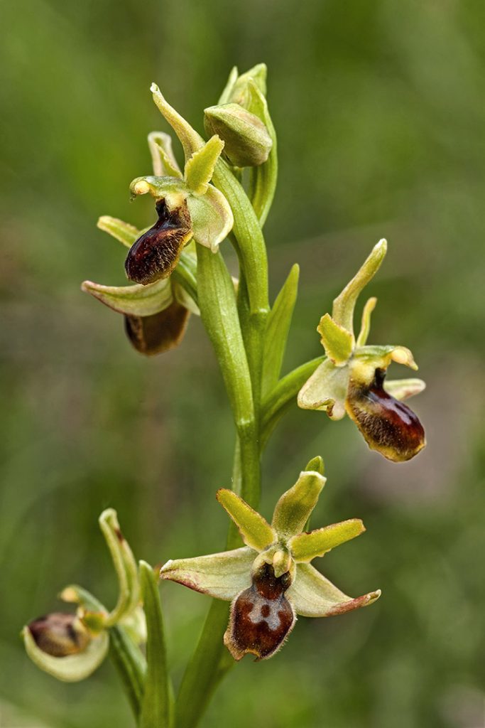 L’attribut alt de cette image est vide, son nom de fichier est Ophrys-litigiosa_4631_1080-683x1024.jpg.